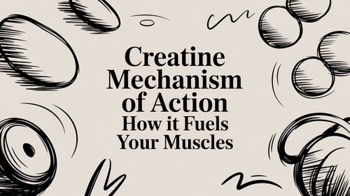 Creatine Mechanism of Action: Your Muscle's Secret Weapon Unlocked